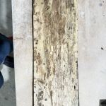 Spalted Pecan